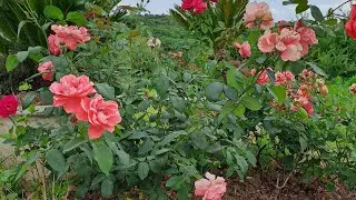 Introduction Pakistan Navy Farms, Islamabad #navalfarms #pnfarms #pnfarmhouse #parkviewcityislamabad
