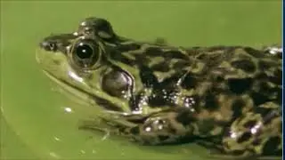 Mink Frog Call - Lithobates septentrionalis (Popcorn Frog Chorus)