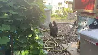 RSM's Philosophy for Backyard Chickens