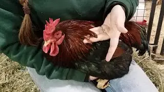 Combs and Wattles. Do roosters or hens have them?