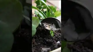 WaterK #garden