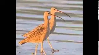long billed curlew