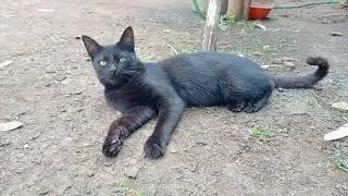 cute black cat brings good luck.👑 #cat #cats #blackcat 