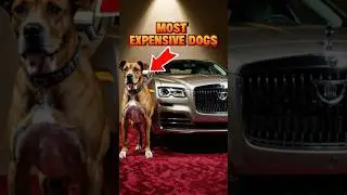 Top 5 Most Expensive Dogs in the World 🐶💸 | One Costs More Than a Ferrari!