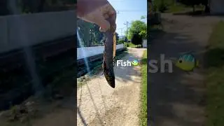 Kitni bari machli paker li 😳#fishing #vairalvideo #vairalshort #villagelife
