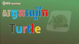 how to write essay about turtle | 10 lines essay about turtle  short english essay about turtle