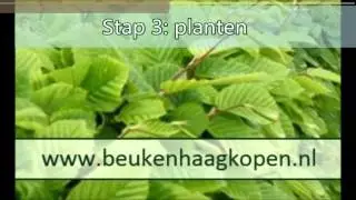 Beukenhaag planten (instructie en tips voor het planten van uw beukenhaag)