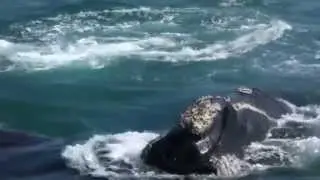 Whale Watching in Hermanus, near Cape Town