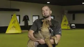 Shield K9 Select Puppy Program