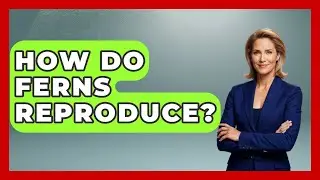 How Do Ferns Reproduce? - Exploring Campgrounds