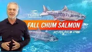 3MMI - Chum Salmon Update: Puget Sound, Hokkaido, Russia, Japan