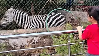Harinalaya Deer🦌park||Kolkata New mini zoo||Kids new  entertainment park in eco park|New attraction✨