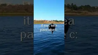 BE CAREFUL OUT THERE D:!  #shorts #fishing #seapancake