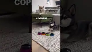 SASSY MINI HUSKY Uses Buttons To Tell Her TALKATIVE BROTHER To Be Quiet 🤐