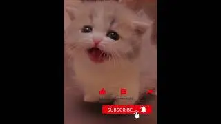 Cats Reacting to Their Owners&rsquo; Funny Sounds. #KittyAntics #MeowMeow #PetComedy #CatAddict