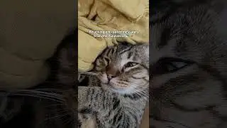 Decoding messages from the Tunaverse 🙀 #cat #funny #catshorts