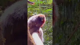 Titi Red monkey or Coppery monkey#shortvideo