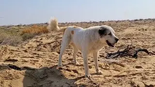 чисто отарная Алабайша в песках Каракума - Aboriginal Dog Alabai Turkmenistan!