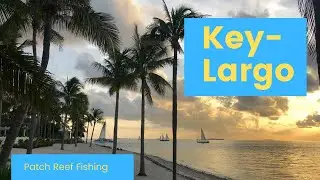 Key Largo Fishing - Yellowtail Bite