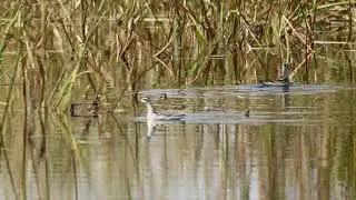 Red-necked Phalarope Phalaropus lobatus (non-breeding male) at Montezuma, New York on 9/13/2021.