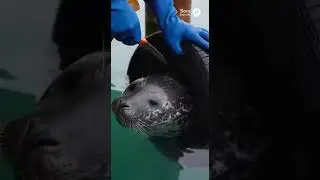 Cuts Tire Off Struggling Seal&rsquo;s Neck &ndash; Life-Saving Rescue! 🦭✂️🌊