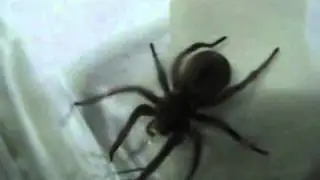 Big Ugly Spider At My Home. 7cm!!