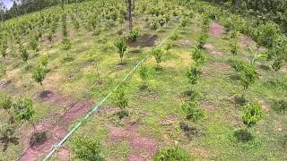 Drone View of a Agarwood Plantation in Thailand (Sakon Nakhon)