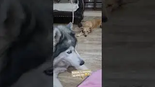 Guard Dog 🐕.  Never mess up 🤨 #bgm #guarddog #protectivedogs #viralvideo #furbaby #babygirl #love