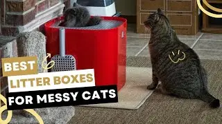 5 Best Litter Boxes for Messy Cats | Best Cat Litter Box 2023