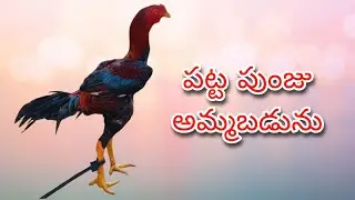 #KVR BREEDES#9701891924#peru cross chicks#chicks#patta punju#birds#chicken#viral