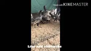 Silver Sebrights