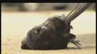 Dead birds fall 'like raindrops' in Winnipeg Canada