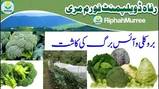Riphah Development Forum Murree Broccoli and iceberg lettuce farming