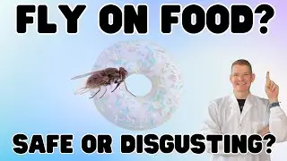 Is It REALLY Safe to Eat Food That a Fly Landed On?