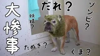 ぶるまるがゾンビ化してしまいました&hellip;