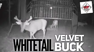 WHITETAIL VELVET BUCK 🦌🦌🦌 In The Wild Hog Trap