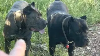 Comparing my 2 Female CANE CORSOS: Structure and Temperament