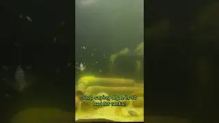 Algae can be good for your fish!👌🏽