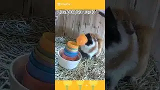 guinea pig stacking cup game🍀 モルモット🐹くま吉&ういちゃんの知育カップ遊び59❤️ #guineapig #小動物 #Shorts #スタッキングカップ #モルモット