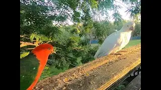 Parrot & Cockatoo Peace Treaty: A Calm Seed Session 🕊️🦜