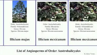 List of Angiosperms of Order Austrobaileyales illicium schisandra anisetree star bay japonica