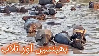 Buffalo's Swimming In Water .buffelo drinking water.buffelo swimming pool.