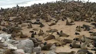 Cape Cross Namibia