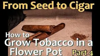 How to Grow Tobacco in a Flower Pot. From Seed to Cigar - Part4 Harvesting / Color Curing