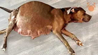 Mama Dog Hides Puppies Where Nobody Can Find Them #dogrescuetv