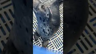 Seal Pup Intermission
