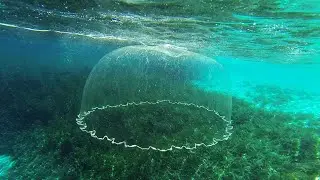Trout fishing with net in Pakistan. Tanveer Jadoon