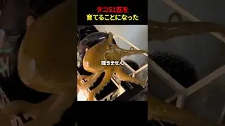 51匹のタコを育てることになった理由