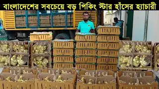 বাংলাদেশের সবচেয়ে বড় পিকিং স্টার হাঁসের হ্যাচারী!যে ভাবে পিকিং হাঁসের বাচ্চা উৎপাদন হয়।Duck
