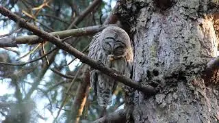 Barred owl cleans itself up